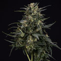 Northern Lights Samonakvétací (Zamnesia Seeds) feminizovaná