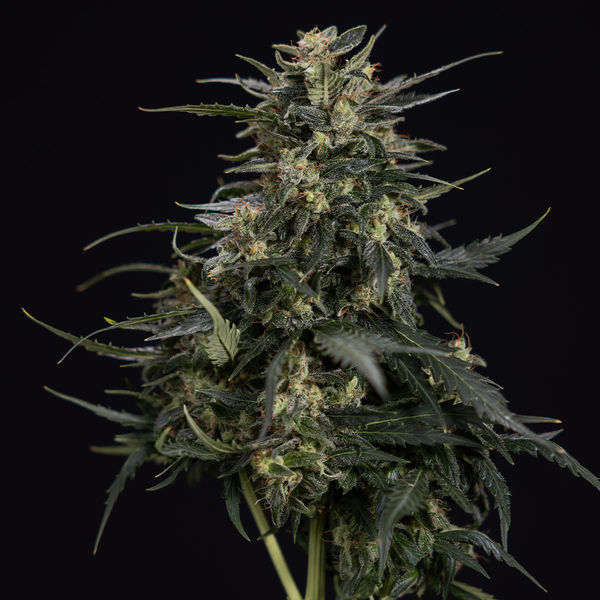 Northern Lights Samonakvétací (Zamnesia Seeds) feminizovaná