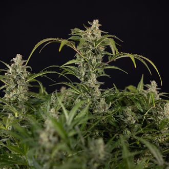 Northern Lights Samonakvétací (Zamnesia Seeds) feminizovaná