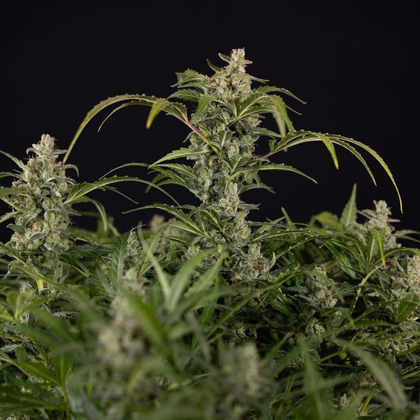 Northern Lights Samonakvétací (Zamnesia Seeds) feminizovaná