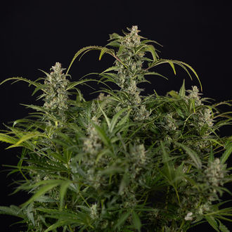 Northern Lights Samonakvétací (Zamnesia Seeds) feminizovaná