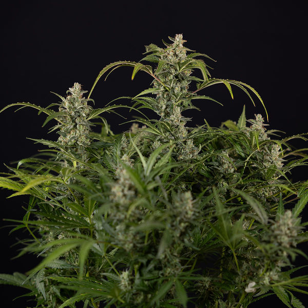 Northern Lights Samonakvétací (Zamnesia Seeds) feminizovaná