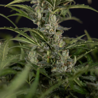 Northern Lights Samonakvétací (Zamnesia Seeds) feminizovaná