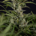 Northern Lights Samonakvétací (Zamnesia Seeds) feminizovaná