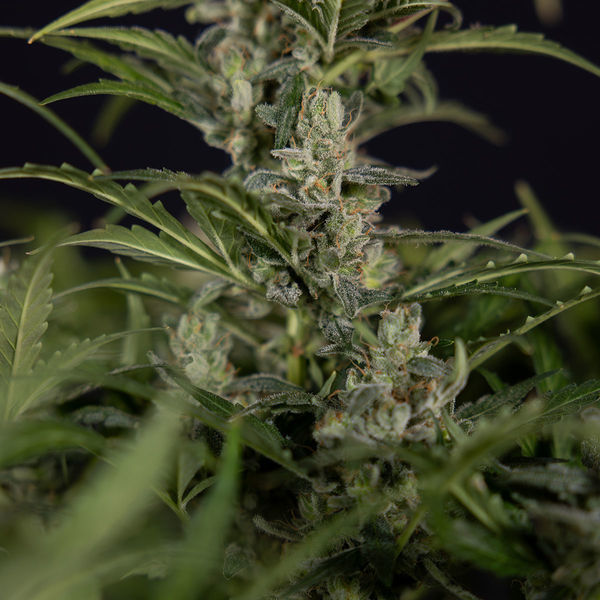 Northern Lights Samonakvétací (Zamnesia Seeds) feminizovaná