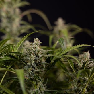 Northern Lights Samonakvétací (Zamnesia Seeds) feminizovaná