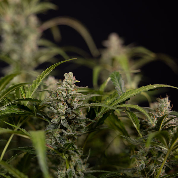 Northern Lights Samonakvétací (Zamnesia Seeds) feminizovaná