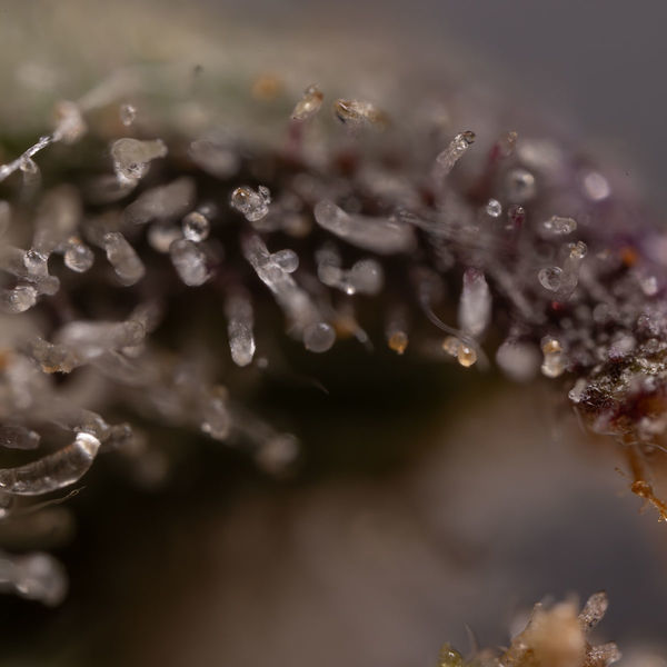 Northern Lights Samonakvétací (Zamnesia Seeds) feminizovaná