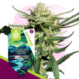 Northern Lights Samonakv&eacute;tac&iacute; (Zamnesia Seeds) feminizovan&aacute;