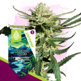 Northern Lights Samonakvétací (Zamnesia Seeds) feminizovaná