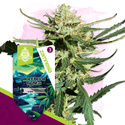 Northern Lights Samonakvétací (Zamnesia Seeds) feminizovaná