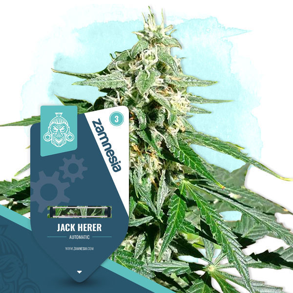 Jack Herer Samonakvétací (Zamnesia Seeds) feminizovaná