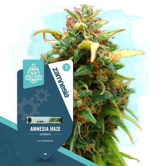 Amnesia Haze Samonakv&eacute;tac&iacute; (Zamnesia Seeds) feminizovan&aacute;