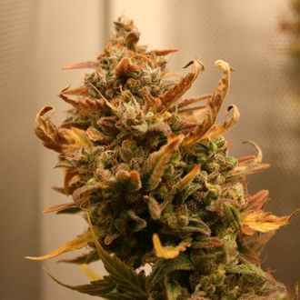 AK-420 Samonakvétací (Zamnesia Seeds) feminizovaná