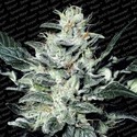 Sensi Star (Paradise Seeds) feminizovaná