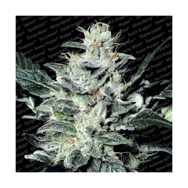 Sensi Star (Paradise Seeds) feminizovaná