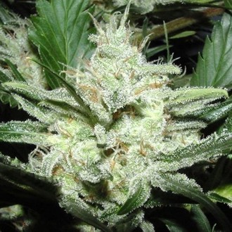 Sensi Star (Paradise Seeds) feminizovaná