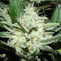 Sensi Star (Paradise Seeds) feminizovaná