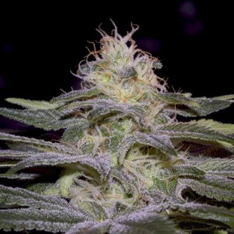 Sensi Star (Paradise Seeds) feminizovaná