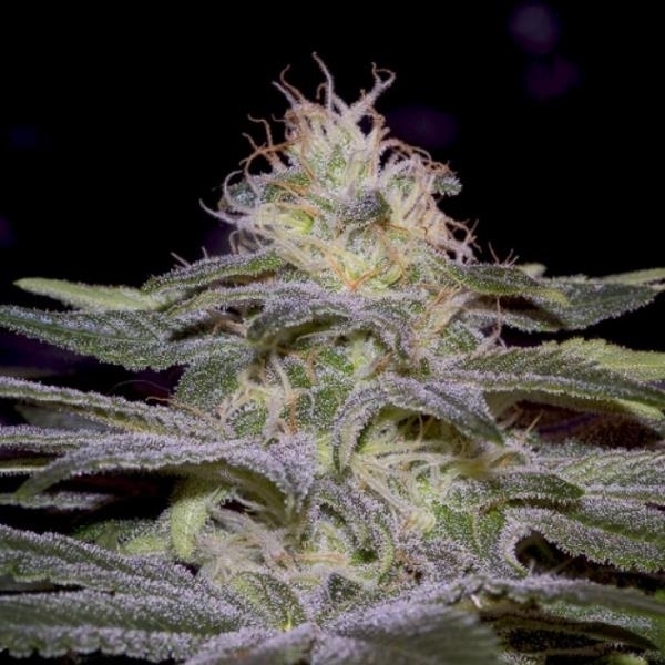 Sensi Star (Paradise Seeds) feminizovaná