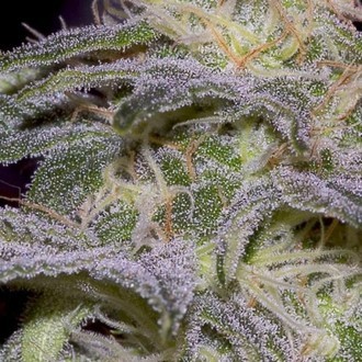 Sensi Star (Paradise Seeds) feminizovaná