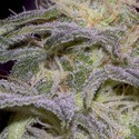 Sensi Star (Paradise Seeds) feminizovaná