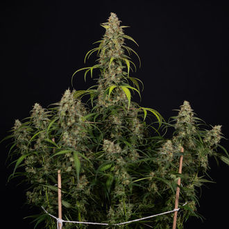 Sticky Beast Samonakvétací (Zamnesia Seeds) feminizovaná