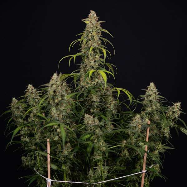 Sticky Beast Samonakvétací (Zamnesia Seeds) feminizovaná