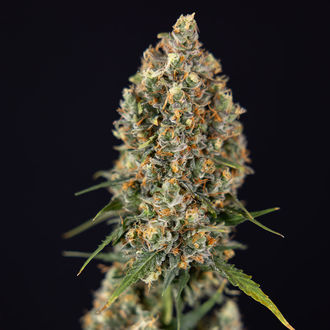 Sticky Beast Samonakvétací (Zamnesia Seeds) feminizovaná