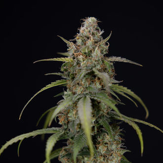 Sticky Beast Samonakvétací (Zamnesia Seeds) feminizovaná