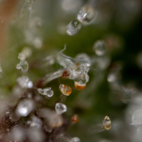 Sticky Beast Samonakvétací (Zamnesia Seeds) feminizovaná