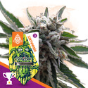 Sticky Beast Samonakvétací (Zamnesia Seeds) feminizovaná