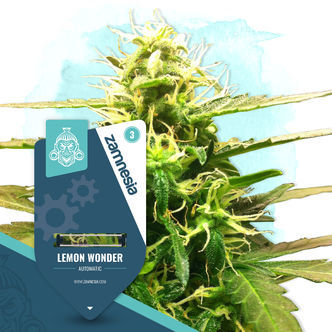 Lemon Wonder Samonakv&eacute;tac&iacute; (Zamnesia Seeds) feminizovan&aacute;