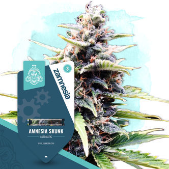 Amnesia Skunk Samonakv&eacute;tac&iacute; (Zamnesia Seeds) feminizovan&aacute;