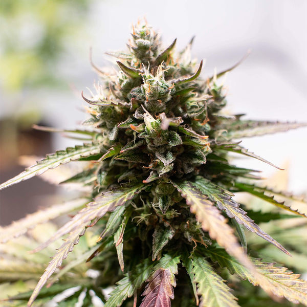 Amnesia Skunk Samonakvétací (Zamnesia Seeds) feminizovaná