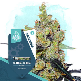 Critical Cheese Samonakv&eacute;tac&iacute; (Zamnesia Seeds) feminizovan&aacute;