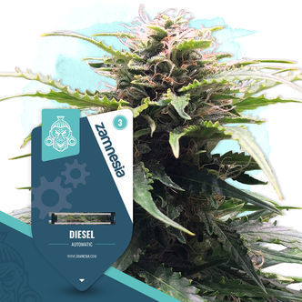 Diesel Samonakv&eacute;tac&iacute; (Zamnesia Seeds) feminizovan&aacute;