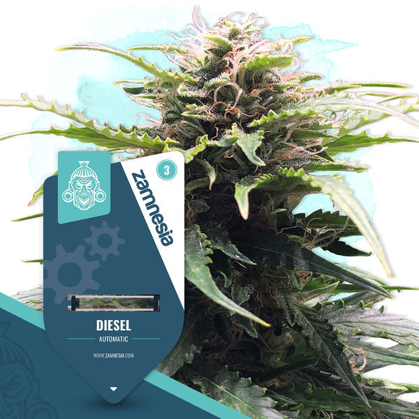 Diesel Samonakvétací (Zamnesia Seeds) feminizovaná