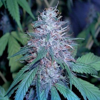 Grape Kush (Cali Connection) feminizovan&aacute;