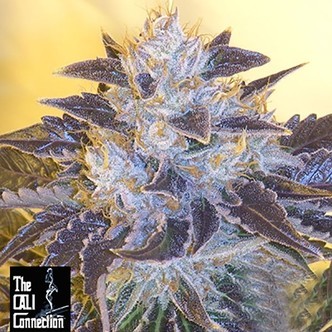 Grape OG (Cali Connection) feminizovan&aacute;