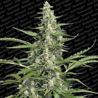Pandora (Paradise Seeds) feminizovan&aacute;