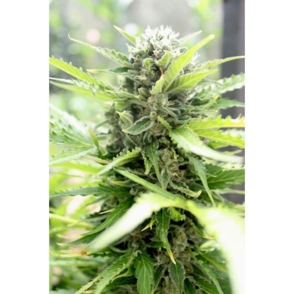 Pandora (Paradise Seeds) feminizovaná