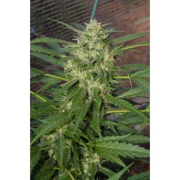Pandora (Paradise Seeds) feminizovaná