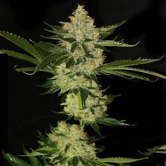 UnderDawg OG (T.H.Seeds) feminizovan&aacute;