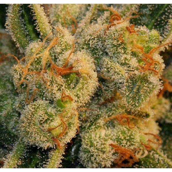 Auto Bubblegum (T.H.Seeds) feminizovaná