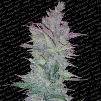 Vertigo (Paradise Seeds) feminizovan&aacute;
