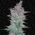 Vertigo (Paradise Seeds) feminizovaná