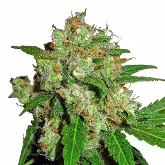 Sensi Skunk (Sensi Seeds) feminizovan&aacute;