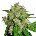 Sensi Skunk (Sensi Seeds) feminizovaná
