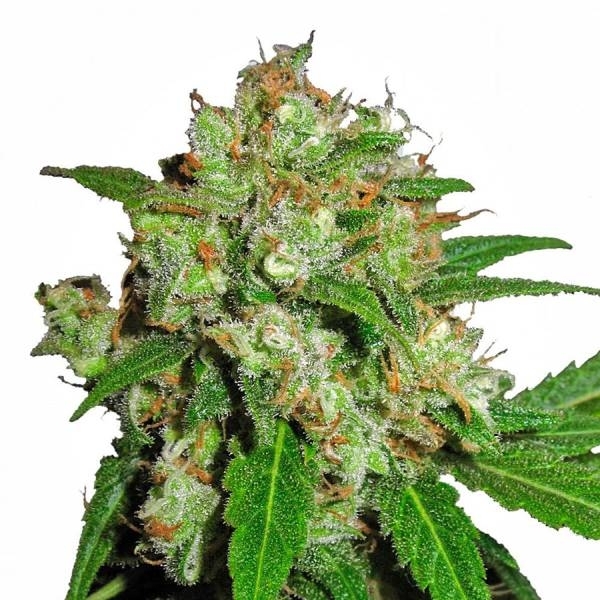 Sensi Skunk (Sensi Seeds) feminizovaná